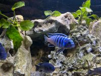 Blaue Malawi-Buntbarsche Maylandia Zebra Sachsen - Niederwürschnitz Vorschau