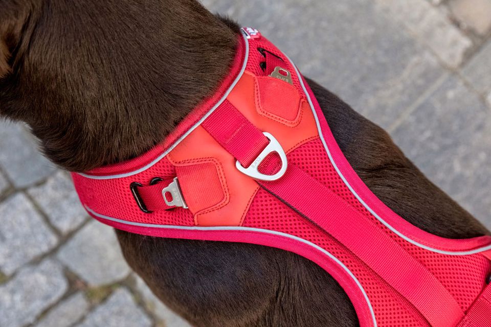 ❤NEUES Hundegeschirr: Belka Comfort Geschirr, von Curli, Halsband in Kelsterbach