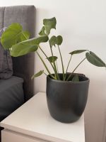 Monstera Pflanze ca. 65 Höhe ohne Topf sehr Gesund Berlin - Tempelhof Vorschau