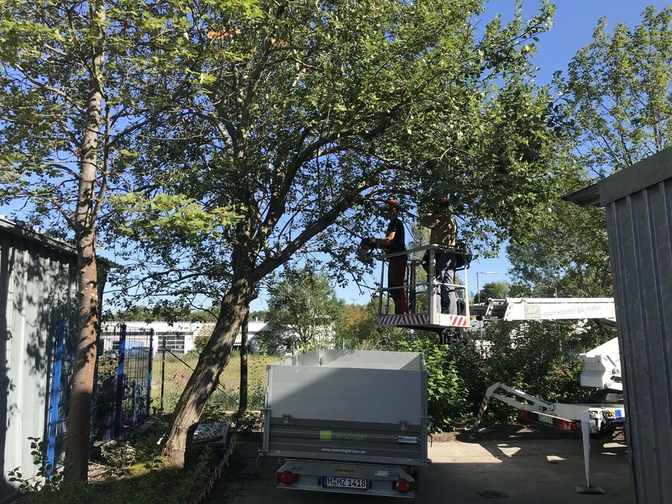 Baumfällung Seilklettertechnik Baum Schneiden Fällen in München