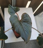 Rarität! Philodendron Squamicaule BLOOD Baden-Württemberg - Karlsruhe Vorschau