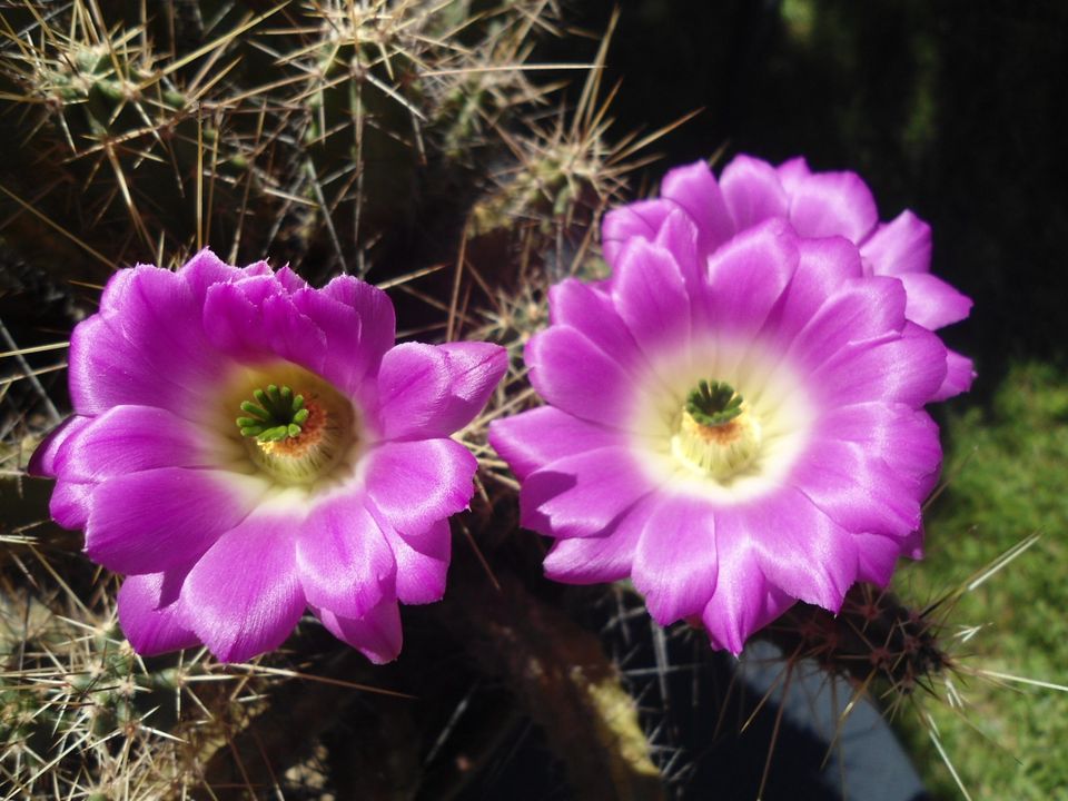 Echinocereus pentalophus var. procumbens 12jährig in Höxter