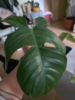 Philodendron squamiferum Steckling Sachsen - Chemnitz Vorschau