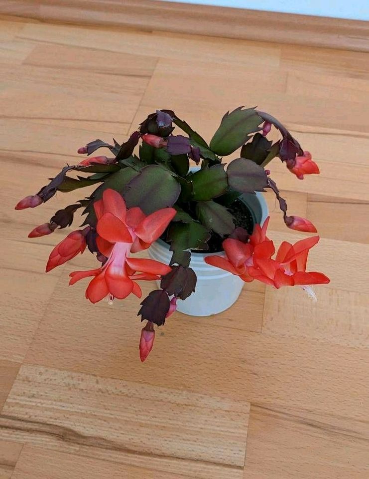 Weihnachtskaktus (Schlumbergera) mit Blüten. in Düsseldorf