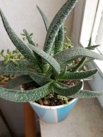 Gasteria Gracilis Baker Rheinland-Pfalz - Bad Bergzabern Vorschau