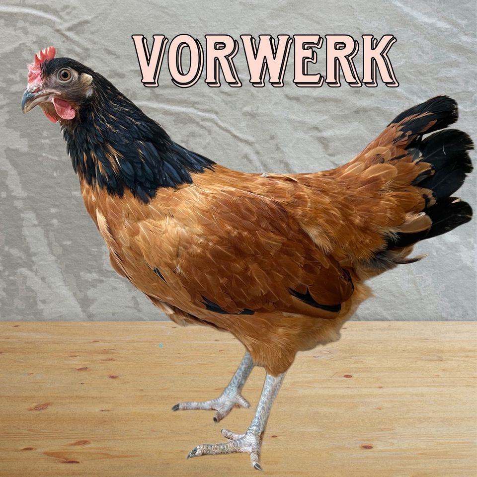 Odagsen Hühner Hennen Grünleger Maran Seiden Vorwerk Wyandotten in Einbeck