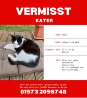 Kater Peter vermisst seit 21.12 Düsseldorf - Stadtmitte Vorschau