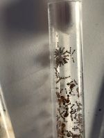 Pheidole megacephala Ameisen Kolonie Sachsen - Geringswalde Vorschau