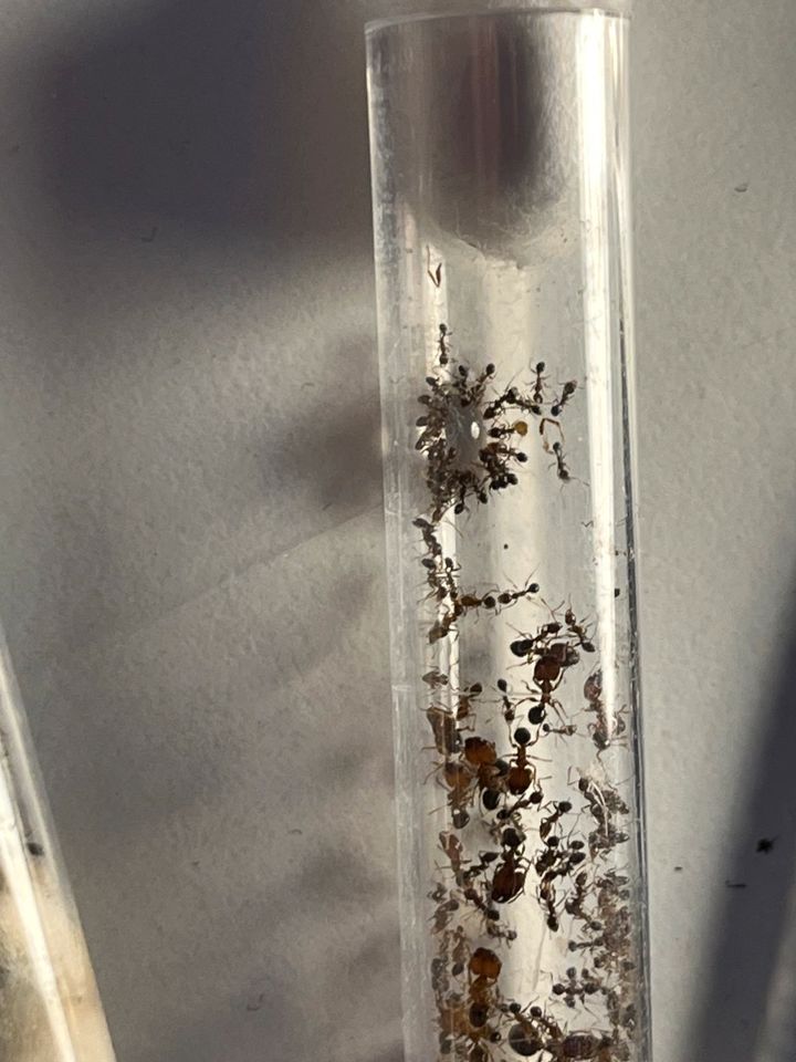 Pheidole megacephala Ameisen Kolonie in Geringswalde