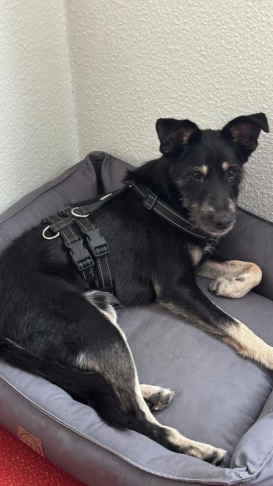 Hund Sirius sucht sein Zuhause in Heilbronn