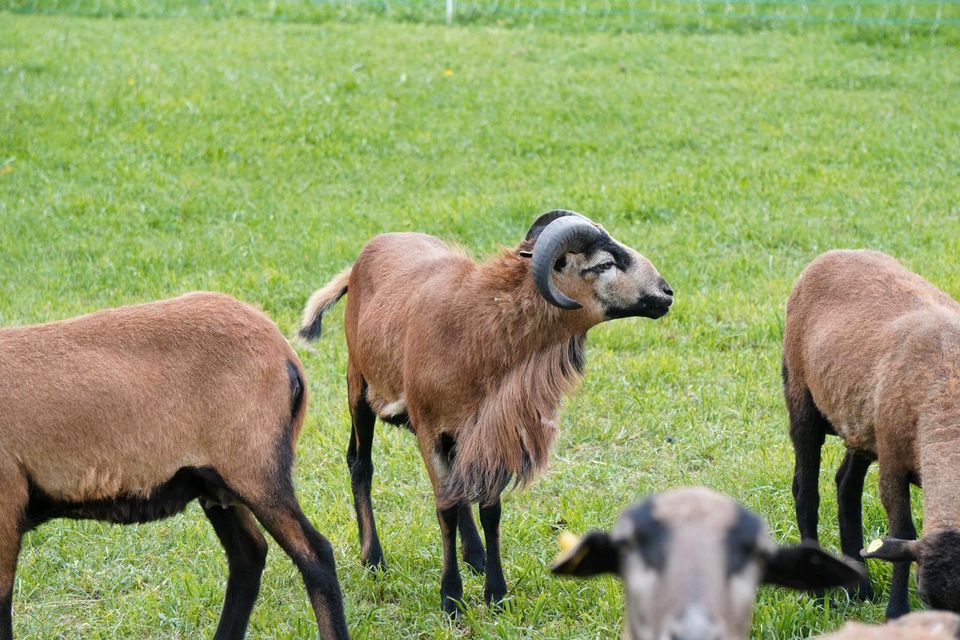 Kamerun Schafbock Reinrassig in Nünchritz