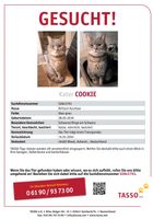 Kater gesucht!!! Nordrhein-Westfalen - Wesel Vorschau