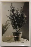 altes Foto Vintage Stilleben Pflanze in Topf 1930er Brandenburg - Potsdam Vorschau