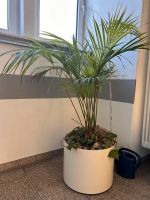 Palme im Rolltopf | 160cm Thüringen - Gotha Vorschau