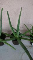 Aloe Vera Barbadensis Miller Pflanze 40cm 3 Jahre Bayern - Marktoberdorf Vorschau