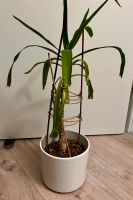 Yucca Palme, Topfpflanze, Zimmerpflanze Hessen - Vellmar Vorschau