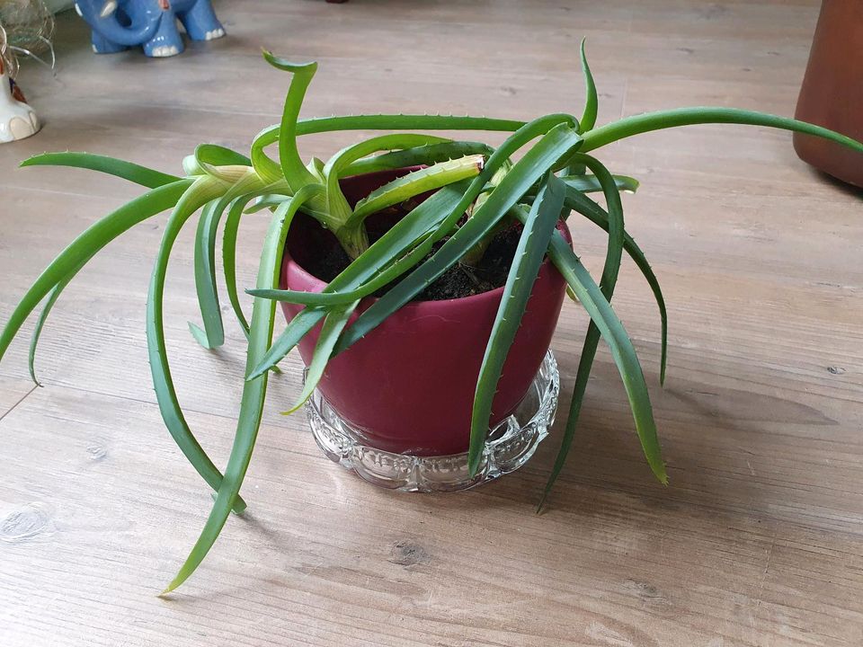 Aloe Vera Zimmerpflanze in Plauen
