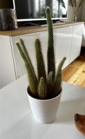 Kaktus inklusive Topf (Ikea) Sachsen - Radebeul Vorschau