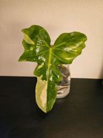 Philodendron Golden Dragon Variegata  mit Auge Bayern - Germering Vorschau