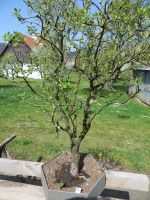 Bonsai Birnbaum Buche Bayern - Harburg (Schwaben) Vorschau