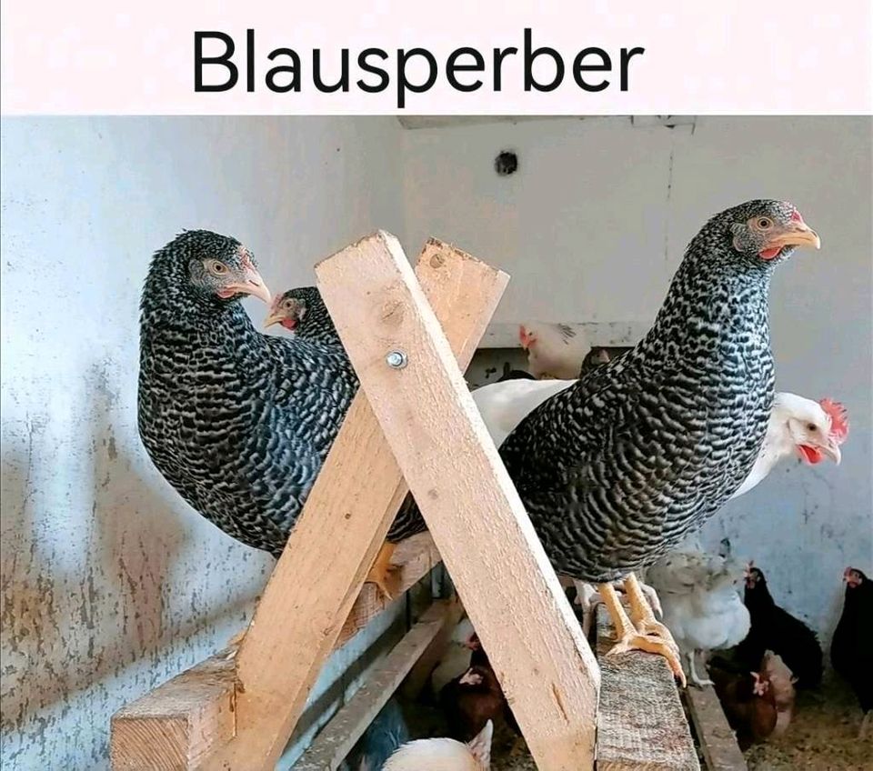Hühner Hennen Maran Grünleger Königsberger leghorn Blumenhühner in Burg Stargard