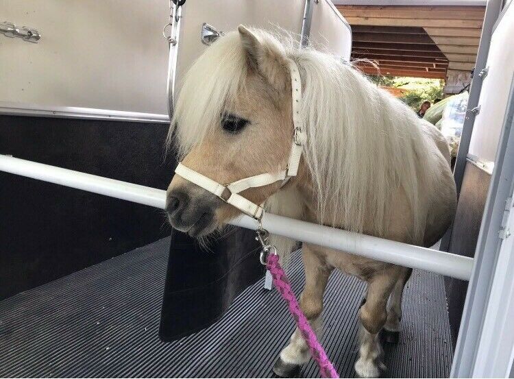 Pferdeanhänger Vermietung Anhänger mieten Pony Shetty Pferde in Buxtehude