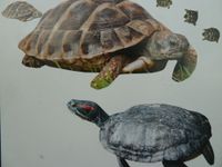 Gratis-Hilfe zu Fragen bei Landschildkröten u. Wasserschildkröten Bayern - Bach an der Donau Vorschau