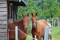 Gummersbach + 30 km: Bauernhof/Resthof für private Pferdehaltung gesucht! Nordrhein-Westfalen - Gummersbach Vorschau