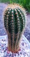 Trichocereus orurensis, 12cm hoch Saarland - Rehlingen-Siersburg Vorschau