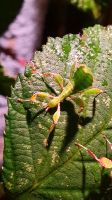 "Kleines wandelndes Blatt" Phyllium Philippinicum Thüringen - Erfurt Vorschau