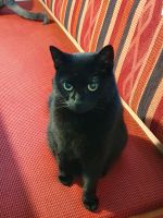 Katze schwarz vermisst Bayern - Obergünzburg Vorschau