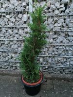 Zypresse Formschnitt Lebensbaum Thuja 80-90cm Nordrhein-Westfalen - Hamm Vorschau