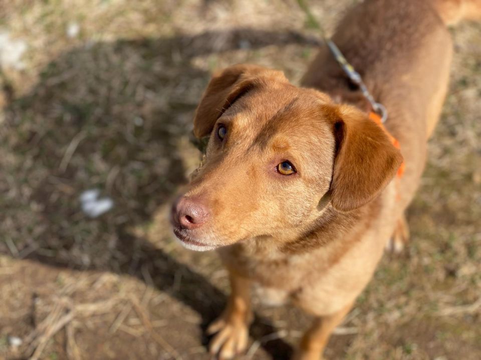 Tierschutz - Freundliche Taya Hündin sucht ein neues Zuhause! in München