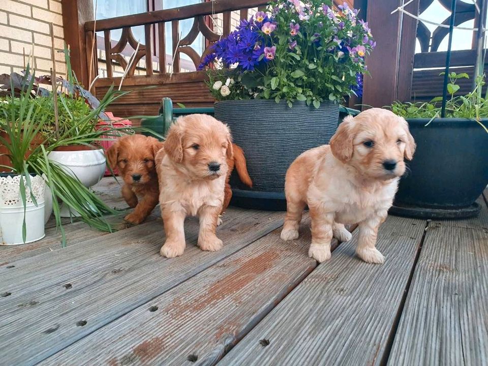 Goldendoodle Welpen suchen ein liebevolles Zuhause in Ventschow