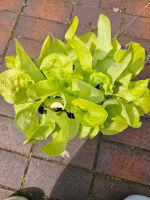 Kopfsalat Salat Pflanzen Zucchini Kürbis Schleswig-Holstein - Handewitt Vorschau