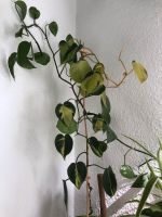 Philodendron Efeutute Grünlilie Wolfsmilch Hamburg Barmbek - Hamburg Barmbek-Nord Vorschau