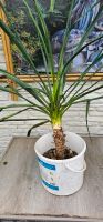 PALMLILIE GARTENYUCCA Nordrhein-Westfalen - Oberhausen Vorschau