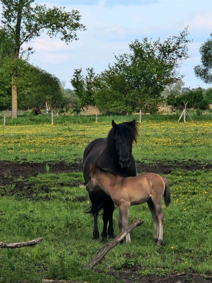 Huzule Absetzer Fohlen Pony in Parsau