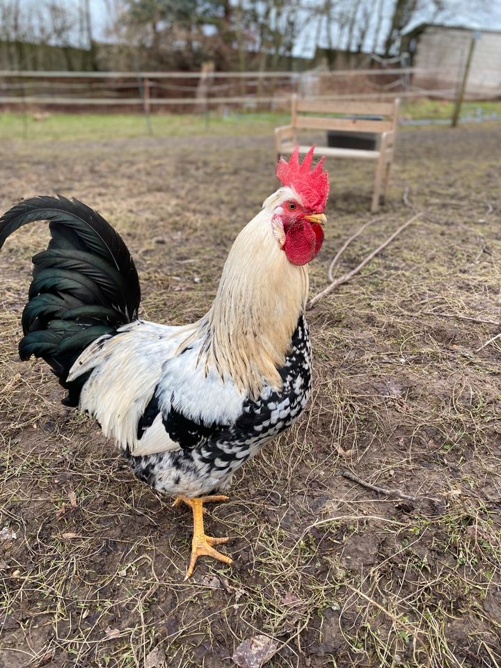 Frische Eier aus Hobbyhaltung in Jüchen