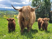 Highland cattle absetzer Bulle Zwilling Thüringen - Hörselberg-Hainich Vorschau