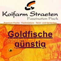 Goldfische am 8. und 9.06.2024 Nordrhein-Westfalen - Wachtendonk Vorschau