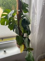 Monstera Deliciosa Rostock - Südstadt Vorschau