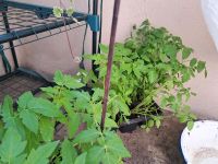 Tomatenpflanzen Berlin - Köpenick Vorschau