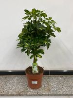 Strahlenaralie, grün-gelb Schefflera arb 'Gold Capella' 80cm Nordrhein-Westfalen - Simmerath Vorschau