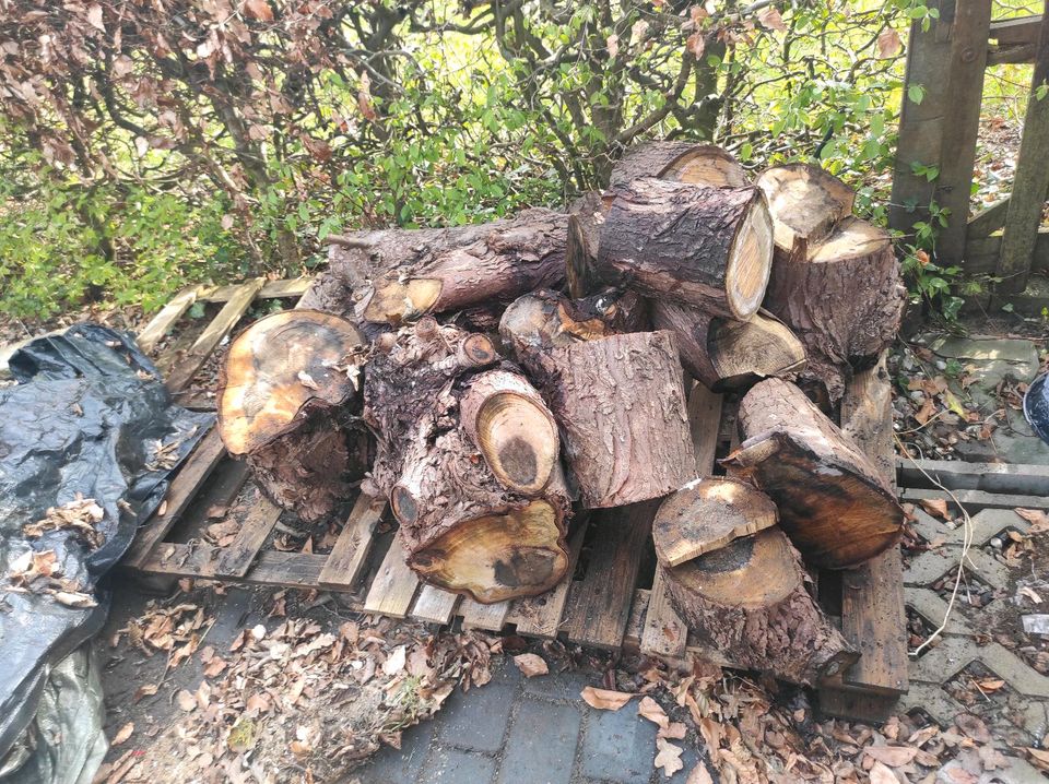 Sehe Bild  Stamm Holz zum verbrennen heute in Fockbek