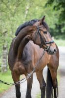 Dressurpferd Freizeitpferd Springpferd Wallach Niedersachsen - Moormerland Vorschau