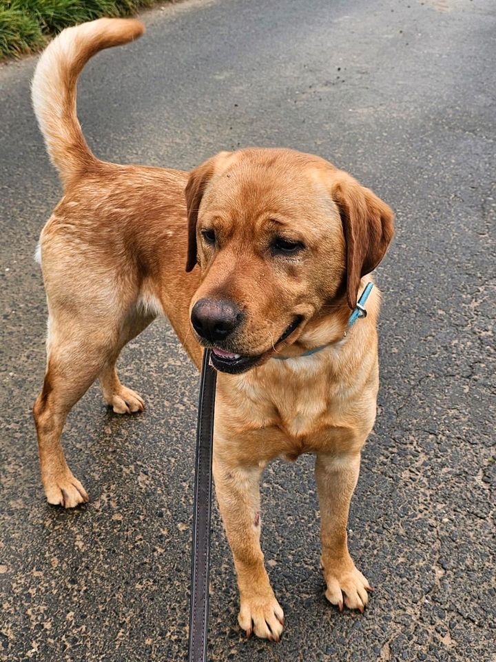 SANDY Redfox Labrador Hündin Tierschutz Hund in Rosbach (v d Höhe)