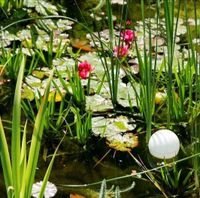 Teich Erde für unseren Garten gesucht Leipzig - Plaußig-Portitz Vorschau