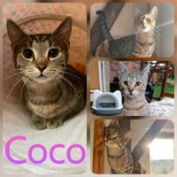 Katze, kastriert, EKH, grau ❤️ Coco ❤️ Sachsen-Anhalt - Jessen (Elster) Vorschau