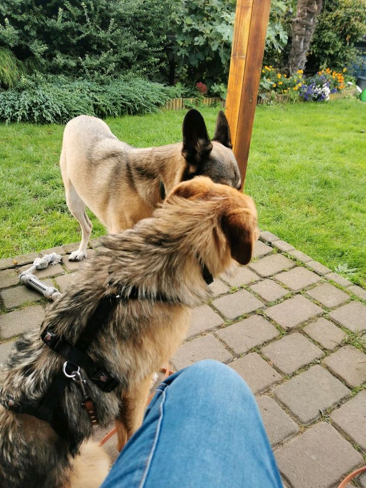 Liebe Hündin sucht nette Menschen in Brüggen